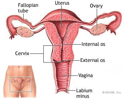 uterus  size